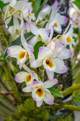 Dendrobium Orchid