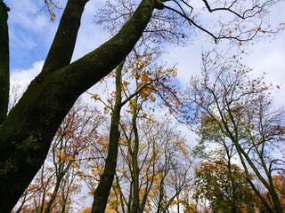 Look up autumn season tall dark trees with yellow and green leaves on blue sky with clouds, natural forest background