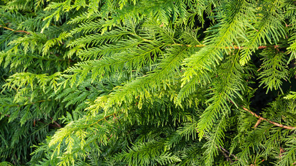 Thuja plicata branch against a blurred background of evergreens. Selective focus. Close-up. Western red cedar or Pacific red cedar, giant arborvitae or western arborvitae, giant cedar.