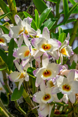 Naklejka na ściany i meble Dendrobium Orchid