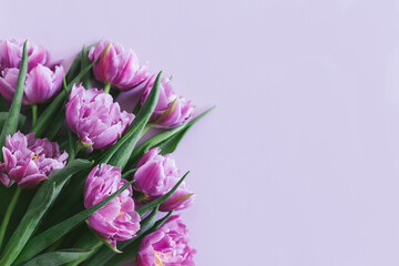Obraz premium Tender violet tulips on pastel violet background. Greeting card for Women's day.