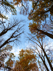 Look up autumn season tall trees with yellow leaves on blue sky framed with clouds, scenic natural forest background