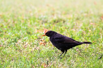 Blackbird male bird sitting on green grass floor (Turdus merula). Black songbird sitting and singing on grass with selective focus. Blackbird bird wildlife scene.