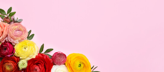 Fototapeta na wymiar Beautiful ranunculus flowers on pink background, flat lay. Space for text