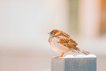 Frozen ruffled sparrow sitting on an iron pole covered with snow on a winter day