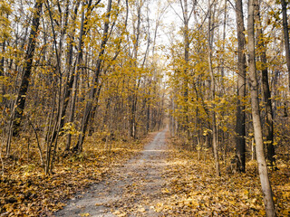 Autumn season park alley with trees in yellow vibrant leaves, natural colorful season