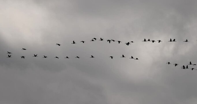 grue cendr&eacute;e (Grus grus) en vol migratoire