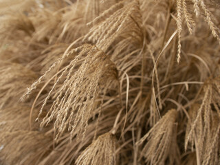 decorative grass, autumn background image