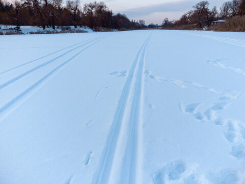 Cross-country wild ski track lines on snow going forward in evening blue light. Active sport recreation in winter