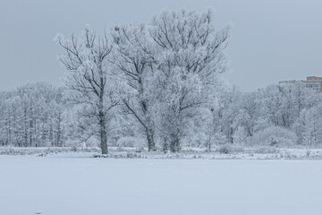 First winter days in Kaliningrad park in January