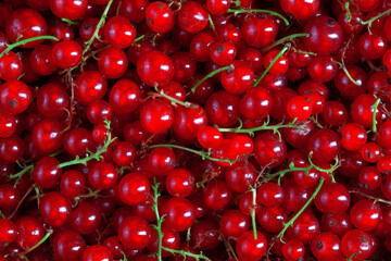 texture of many fresh red currant berries, plain background