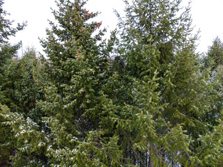 Fototapeta premium Spruce green trees branches fur close-up in forest covered in light snow, aerial view from drone. Evergreen pine trees in winter cold nature