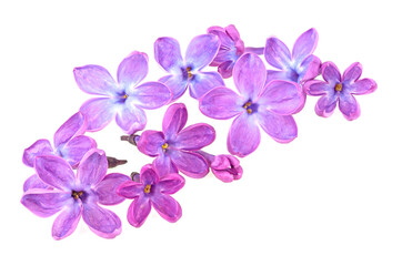 Fototapeta na wymiar Lilac flowers isolated on a white background. Deep focus.