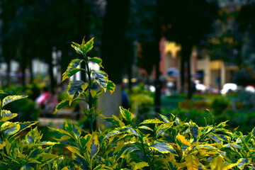 grass and flowers