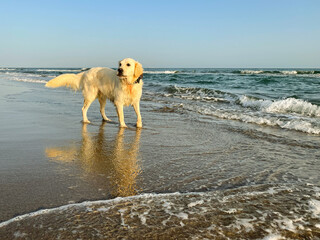 Golden retriever white in the beach