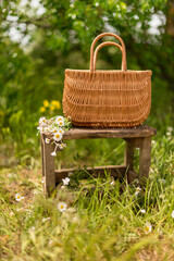 Chamomiles in a basket standing in a chamomile field on old chair.Herb,organic,poscards.