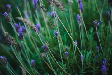 lavender flowers in the field