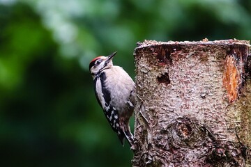 Great spotted woodpecker (Dendrocopos major) young bird digs tree profile portrait. Woodpecker with trees forest out of focus green bokeh background. Woodpecker bird eating on tree wildlife scene
