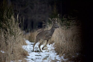deer in the forest