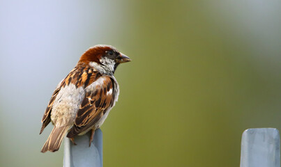 Sparrow bird perched sitting on fence. Sparrow songbird (Passer domesticus) sitting and singing on metal fence close up photo with out of focus clean green simple background. Bird wildlife scene.