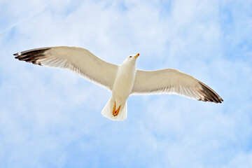 Seagull flies against the blue sky 