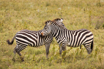 Fototapeta na wymiar African zebras at beautiful landscape in the Ngorongoro National Park. Tanzania. Wild nature of Africa..