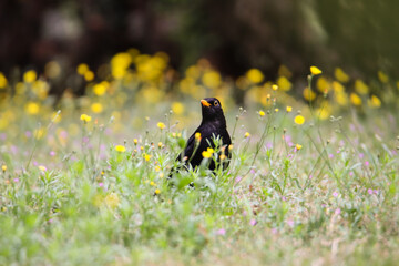 Blackbird male bird sitting eating on green grass floor (Turdus merula) between yellow dandelion flowers. Black songbird singing on centre of out of focus green garden bokeh background. Bird wildlife