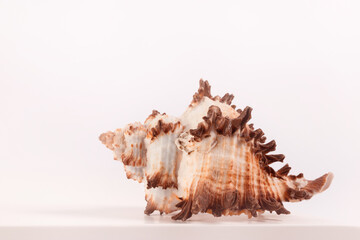 Obraz na płótnie Canvas sea spiral shell on a light background, place for text, one of the series
