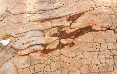 Old wood texture background. Wood pattern, nature background.