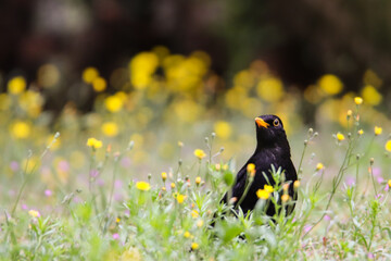 Blackbird male bird sitting eating on green grass floor (Turdus merula) between yellow dandelion flowers. Black songbird singing on grass out of focus green garden bokeh background. Bird wildlife.