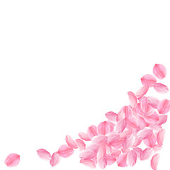 Sakura petals falling down. Romantic pink bright big flowers. Thick flying cherry petals. Bottom rig