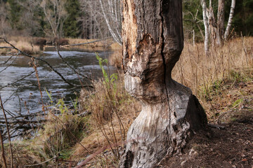 Fototapeta The detail of the tree trunk gnawed away by the beaver. Standing by the river, where they build their dams.  obraz