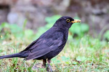 Blackbird male bird observing eating on grass. Black brown blackbird songbird sitting and eating insects and worms on garden with out of focus green bokeh background. Bird wildlife scene.