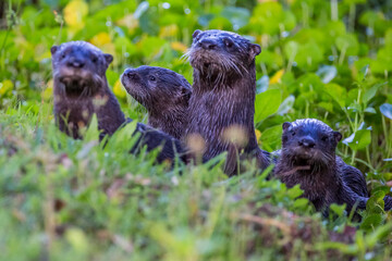 Family of River Otters