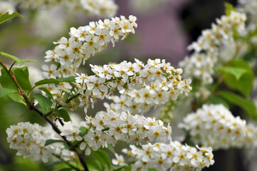 In spring, bird-cherry tree (Prunus padus) blooms in nature