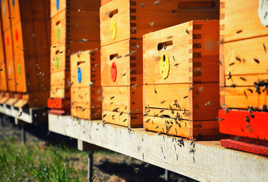Close up of flying bees. Wooden beehive and bees.