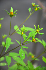 Flowering grass bur beggar-ticks (Bidens tripartita)