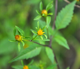 Flowering grass bur beggar-ticks (Bidens tripartita)