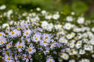 field of asters