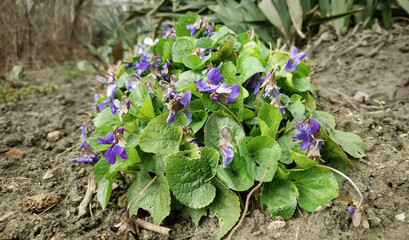 A clump of blue violets in spring garden