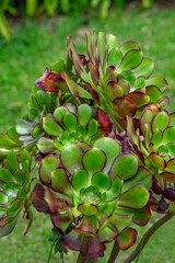 Stonecrop plant