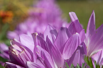 autumn crocus flowers. Colchicum autumnale