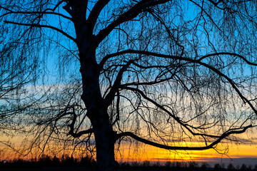 The detail of the bare branches of the tree during the winter. Pictured against the colorful...