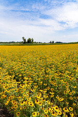A field of Black Eyed susan flowers near Silverton, Oregon