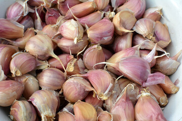 Separated cloves of garlic before planting in the ground