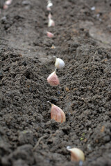 A clove of garlic seeds lies in a row in the soil