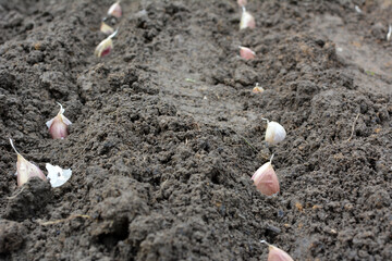 A clove of garlic seeds lies in a row in the soil