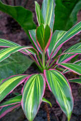 Fototapeta na wymiar Ti Plant, Cordyline fruticosa