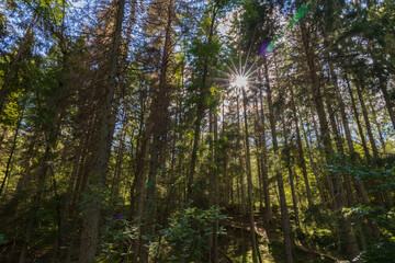 Obraz premium Beautiful view over green tops of forest trees under sun rays. Beautiful nature backgrounds.