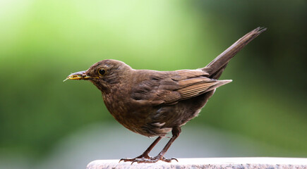 Blackbird female bird observing sitting on stone. Black brown blackbird songbird sitting and eating insect on rock with out of focus green bokeh background. Bird profile portrait wildlife scene. - 416617791